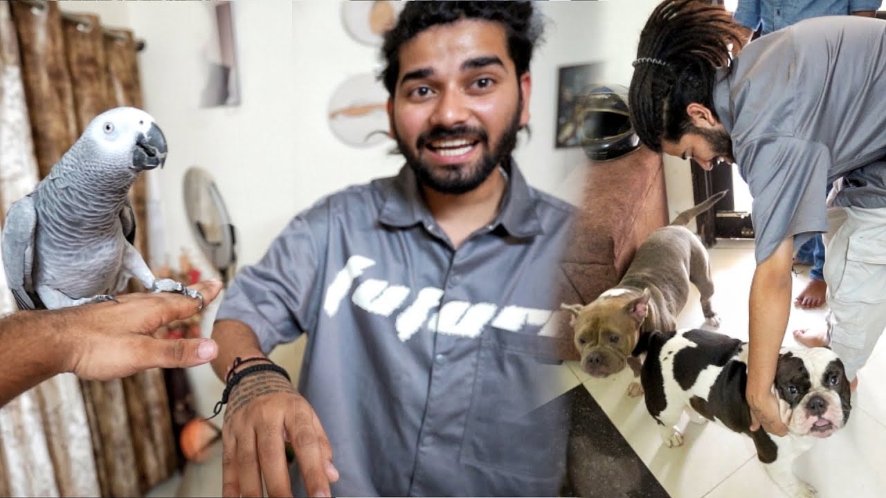 Kalam ink Met My American Bullies For the First Time😱 @Kalam Ink