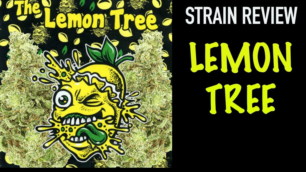 LEMON TREE STRAIN REVIEW