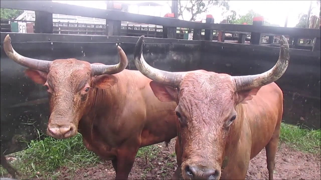 ENCIERRO GANADERIA SAN FERMIN, HNOS ANAYA DIAZ PARA SINCE 2019