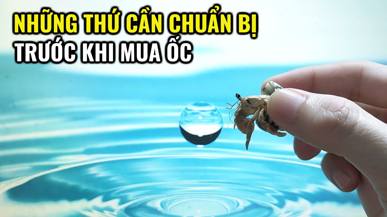 Những Thứ Cần Chuẩn Bị Trước Khi Mua Ốc l Kinh Nghiệm Nuôi Ốc Mượn Hồn