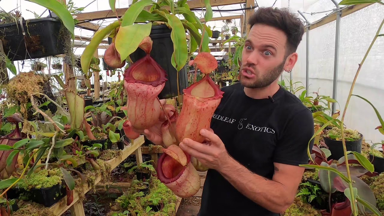 Nepenthes &lsquo;Plumpkin&rsquo;