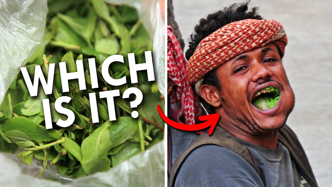 Khat: Dangerously Addictive Or Harmless Upper?