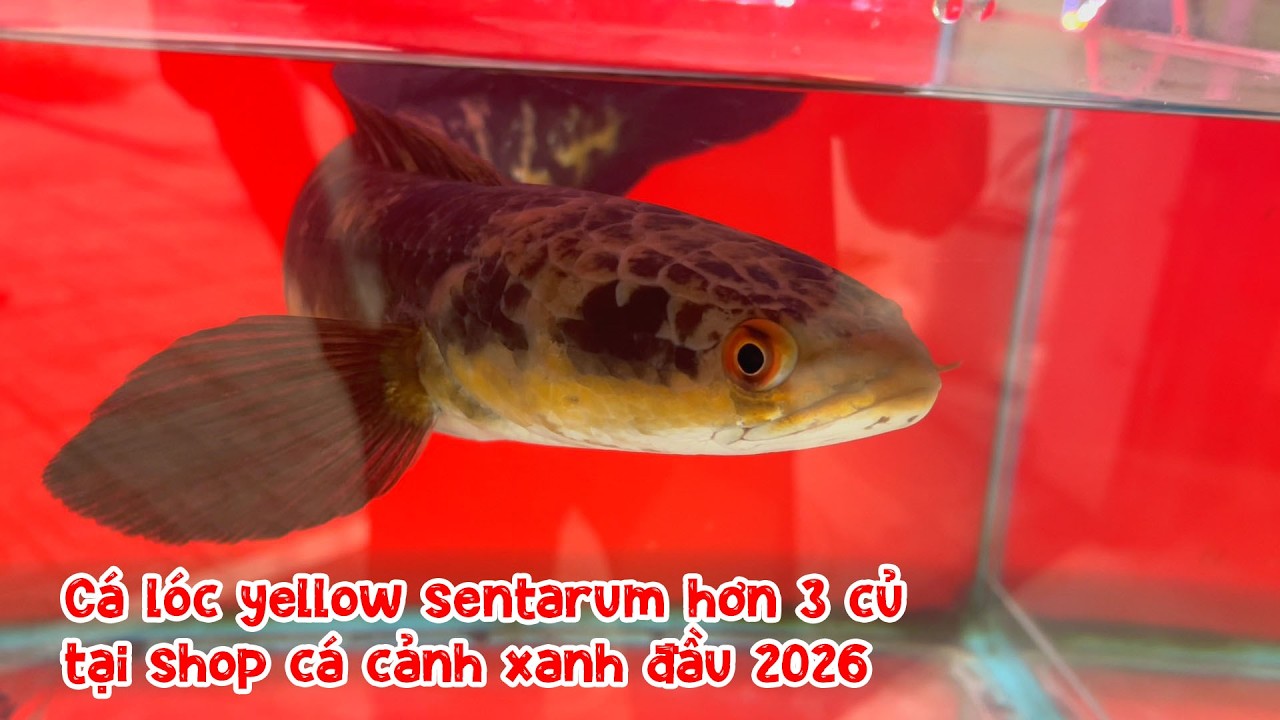 Cá lóc yellow sentarum hơn 3 củ tại shop cá cảnh xanh đầu 2026
