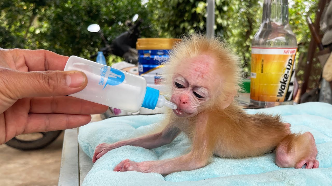 Poor baby monkey drinks milk for the first time