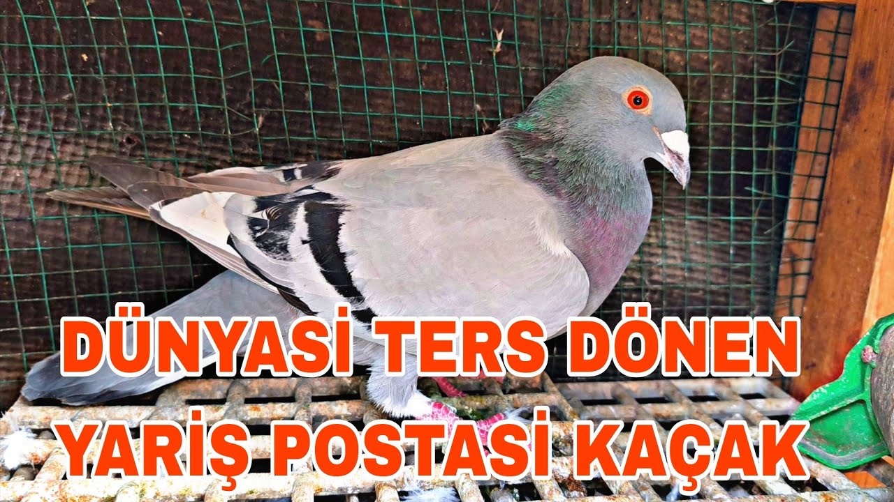DÜNYASİ TERS DÖNEN YARİŞ POSTASİ KAÇAK KUŞUN