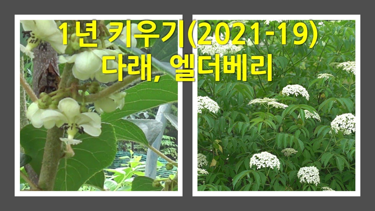 1년 키우기(21-19) - 다래와 엘더베리 This is a picture of the Kiwiberry and Elderberry growing in on year.