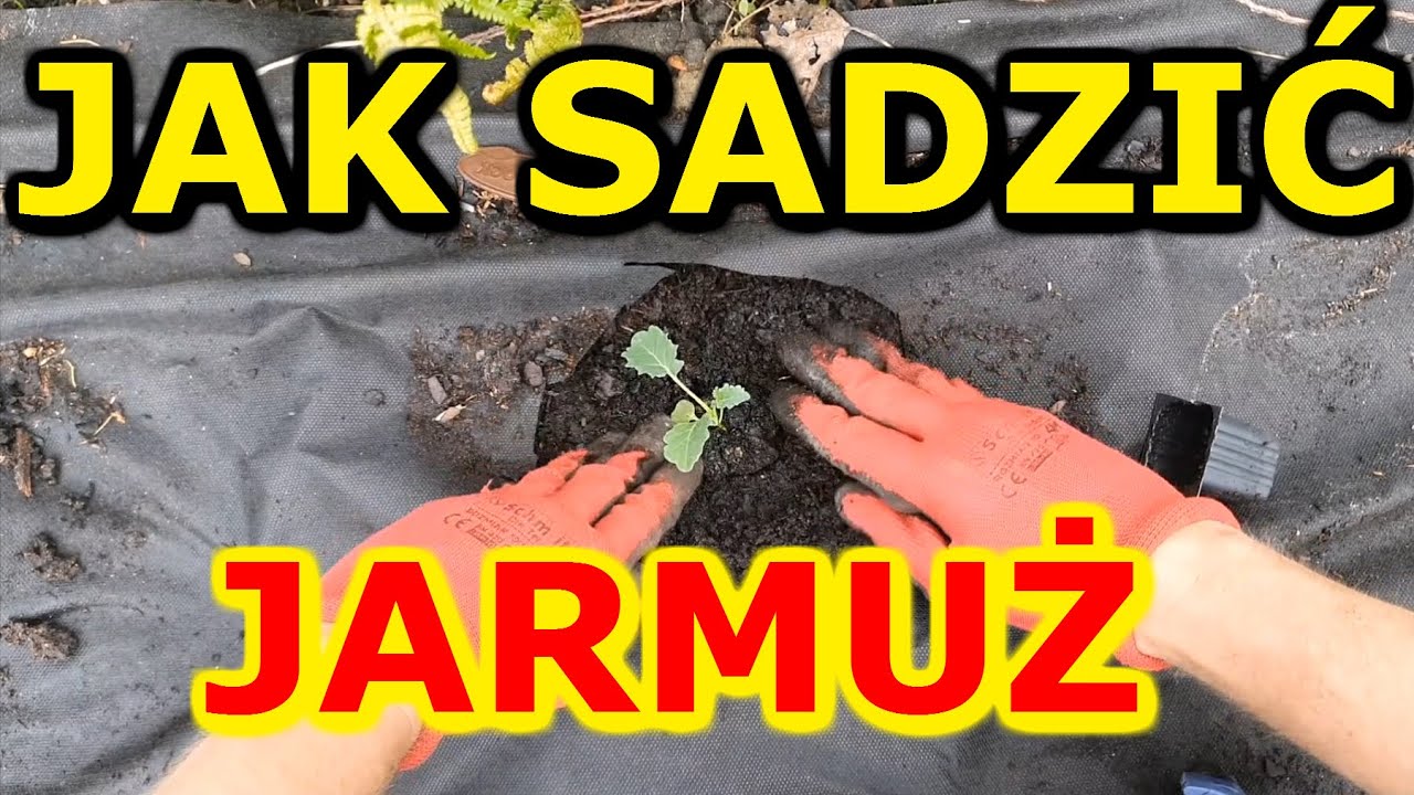 Jak i kiedy sadzić Jarmuż na działce | Uprawa Jarmużu w Ogrodzie