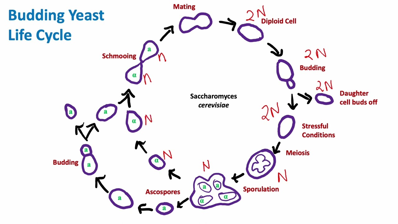 Budding Yeast Life Cycle: Saccharomyces cerevisiae | Mycology | Biology