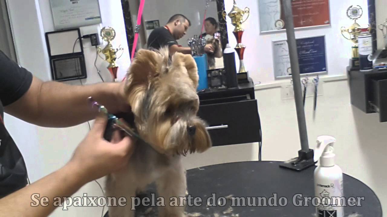 Miguel Tomé  Cães Agressivos ( sedar ,mordaçar ou Dispensar )