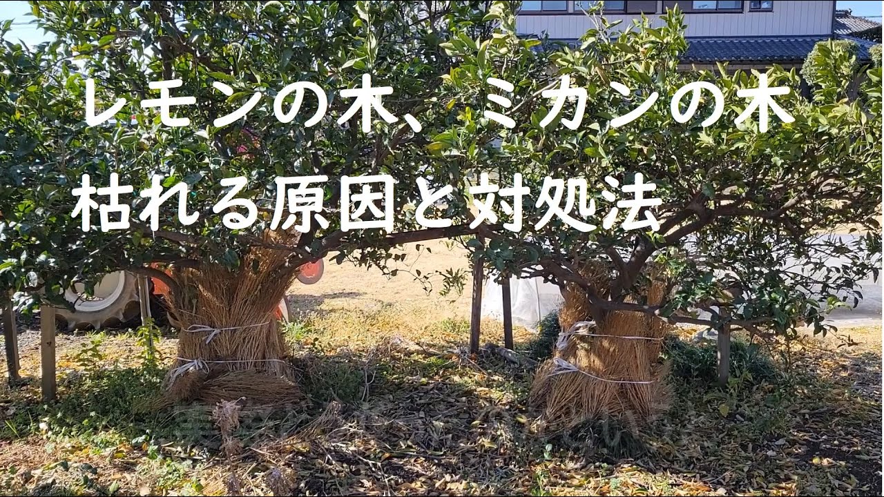レモンの木、ミカンの木枯れる原因と対処法、1年間の記録を報告します