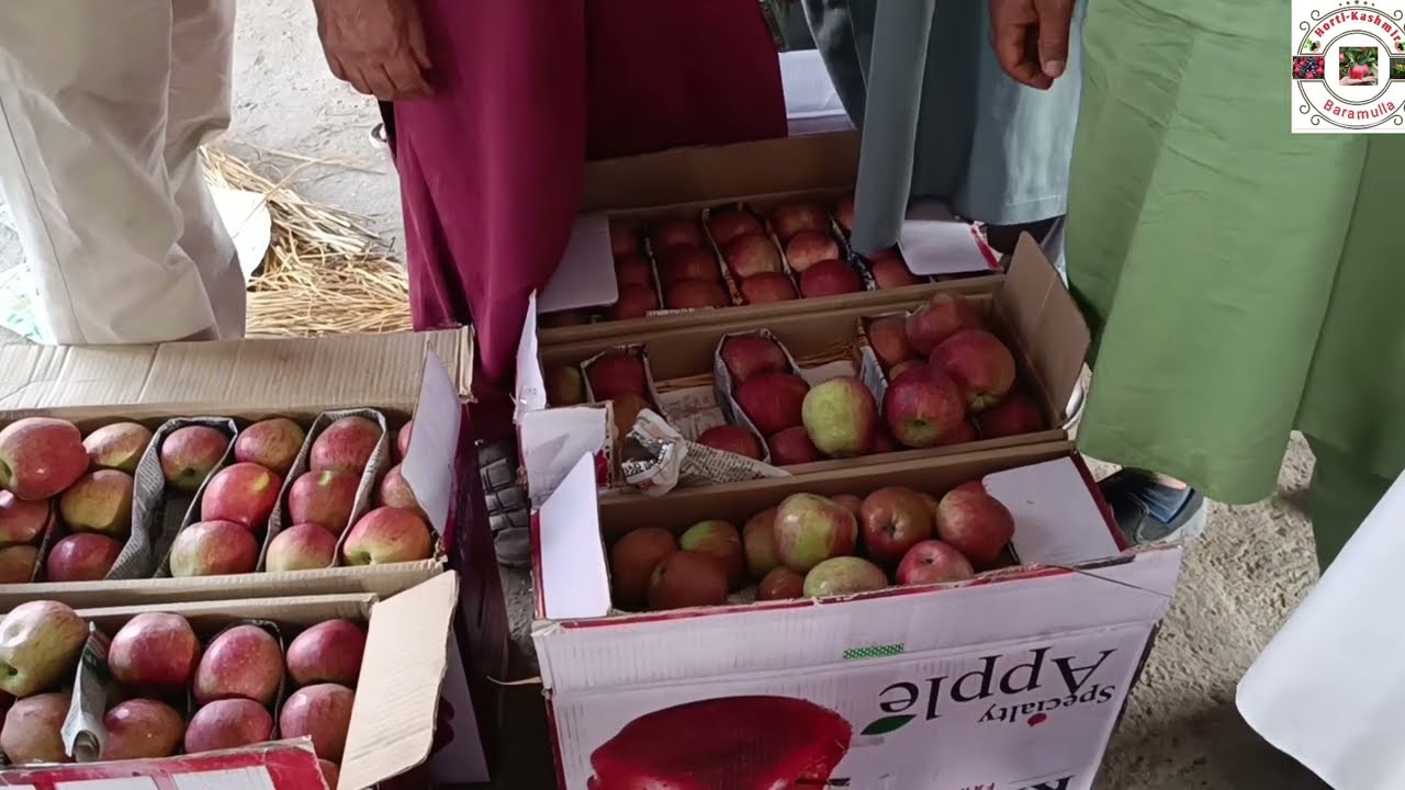 Today's market update Parimpora fruit Mandi Srinagar