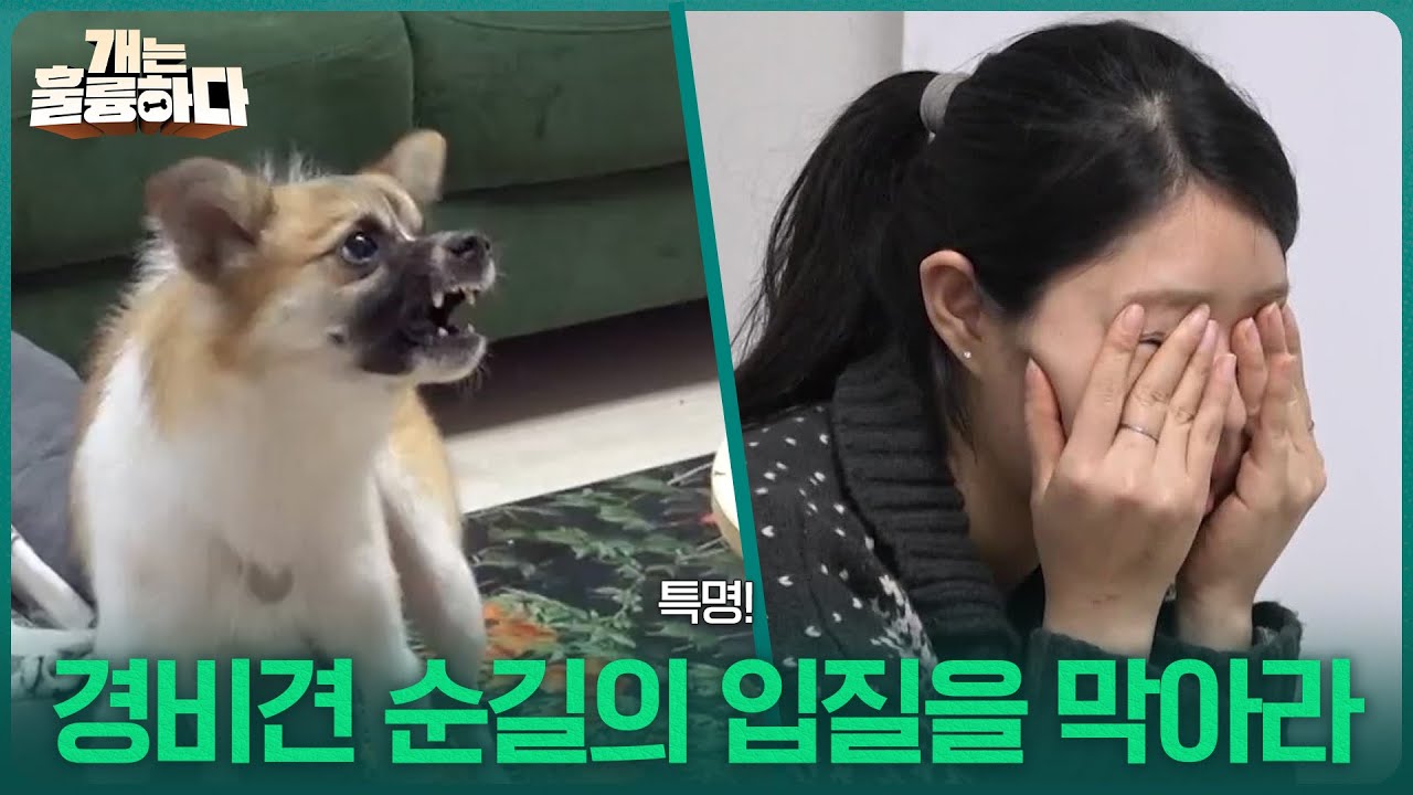 특명! 경비견 순길이의 입질을 막아라 [개는 훌륭하다] | KBS 260223 방송