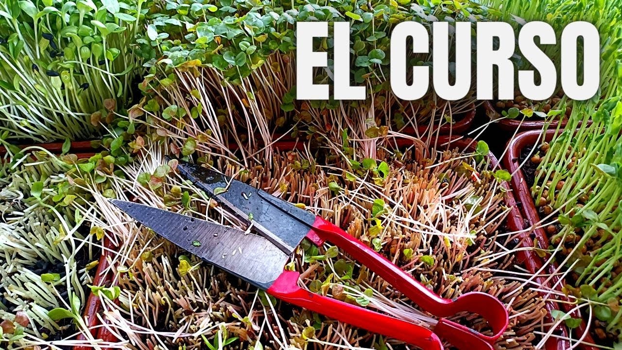 ¿El cultivo más productivo por unidad de tiempo y unidad de espacio? El cultivo de brotes