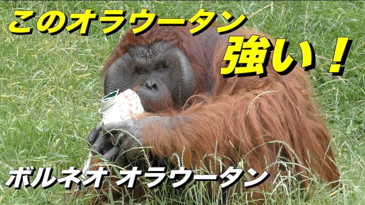 【森の人】オラウータンの生態〜強さの象徴はこれだ！〜（ボルネオオラウータン）（Orautatan）