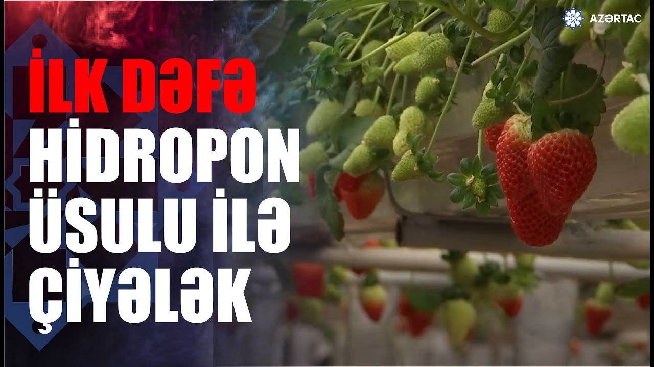 Cəlilabadda ilk dəfə hidropon üsulu ilə çiyələk yetişdirilib