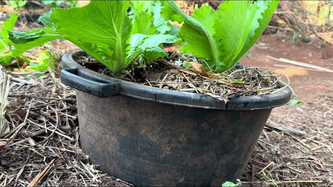 Fahamu Jinsi Wakulima Wanaoshirikiana na  Floresta Wanavyopambana na Ukame Kupitia Kilimo Hifadhi.