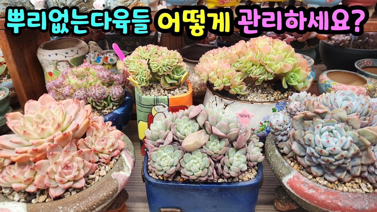 260207 뿌리없는수입다육들!분갈이후점검하면서필요한부분보충해요~활착에집중~!!