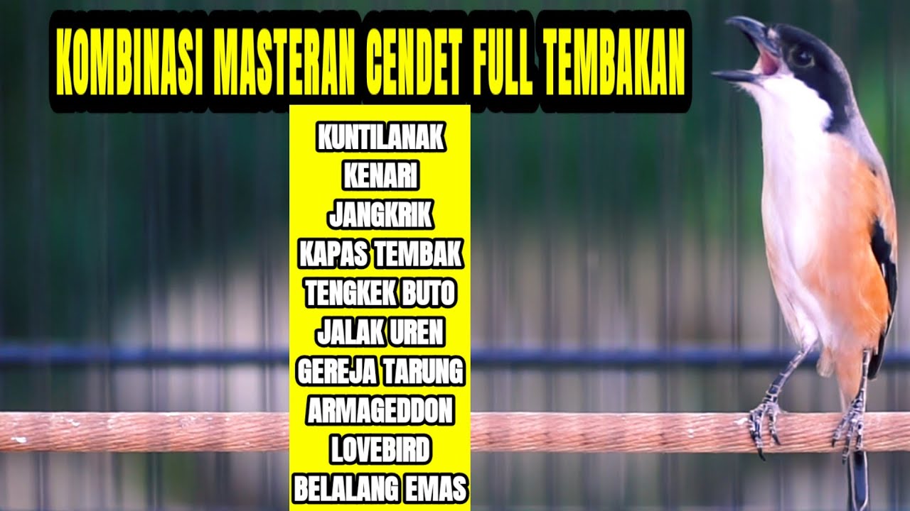 MASTERAN BURUNG CENDET PALING AMPUH KOMBINASI TEMBAKAN MEWAH