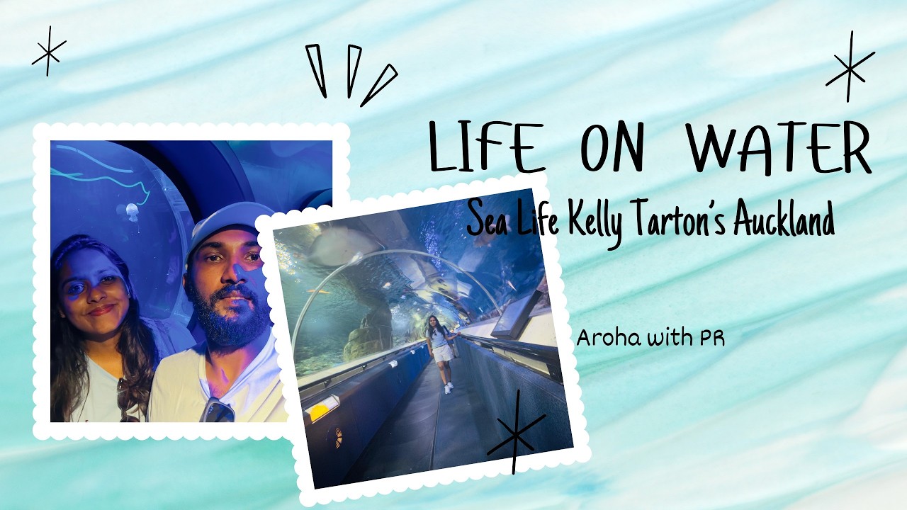 පෙන්ගුයින්ලා බලන්න යමු 🐧 | Sea Life Kelly Tarton’s | Life in New Zealand 🇳🇿 