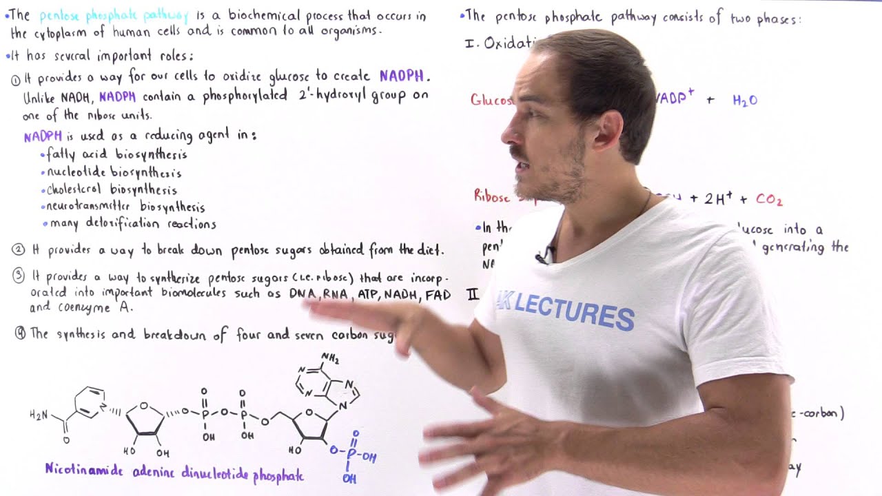 Introduction to Pentose Phosphate Pathway