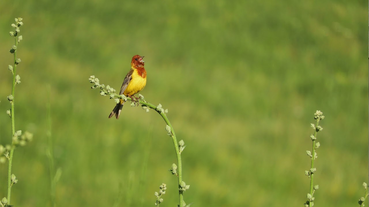 Песня желчной овсянки Emberiza bruniceps / Red-headed bunting song