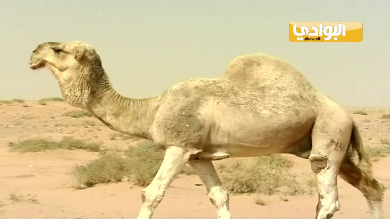 عرض لإبل الامير فيصل بن سعود آل سعود | شعر الشيخ فيصل بن بندر الدويش | لحن وغناء نواف منيف