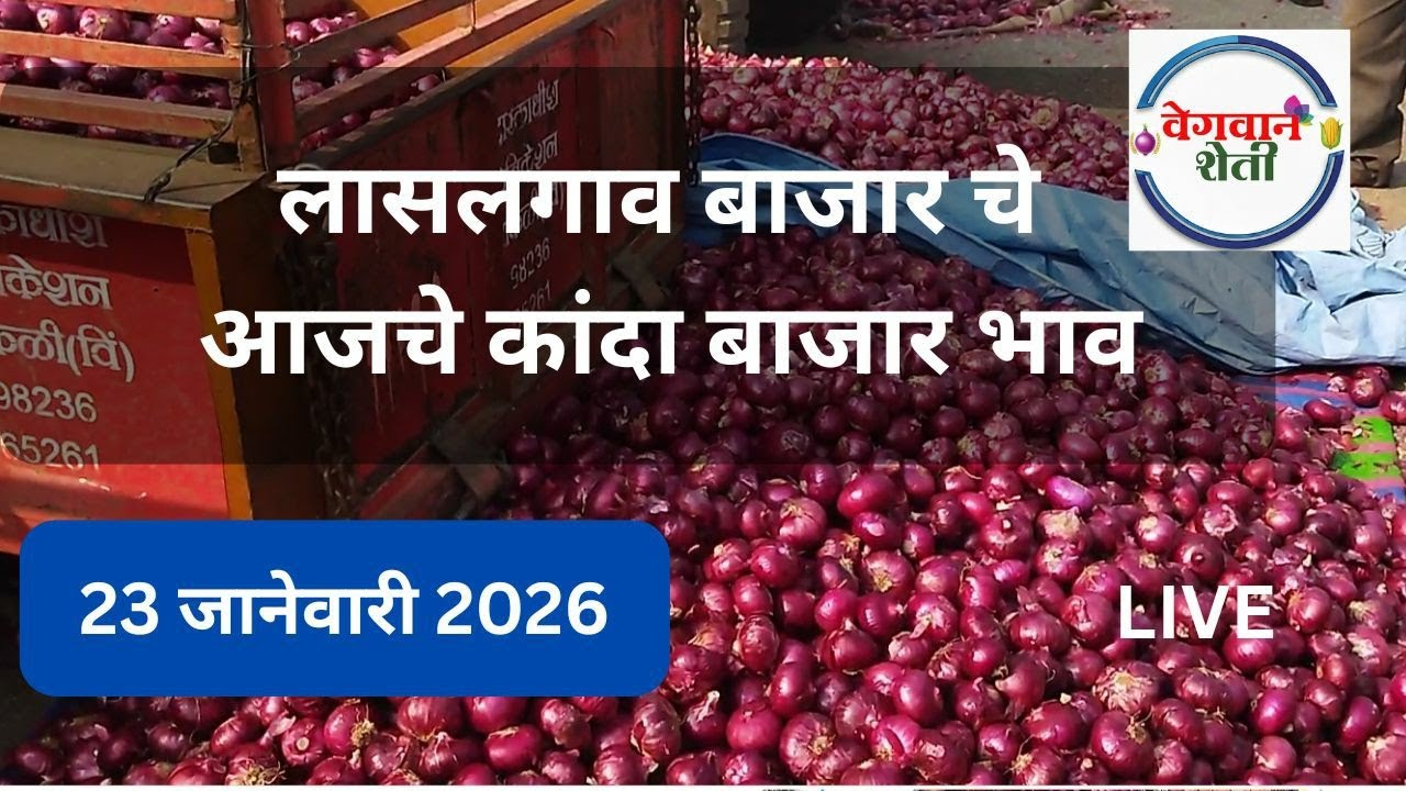लासलगाव बाजार समिती आजचे कांदा बाजारभाव | Lasalgaon Onion Market Rate Today 23 January 2026