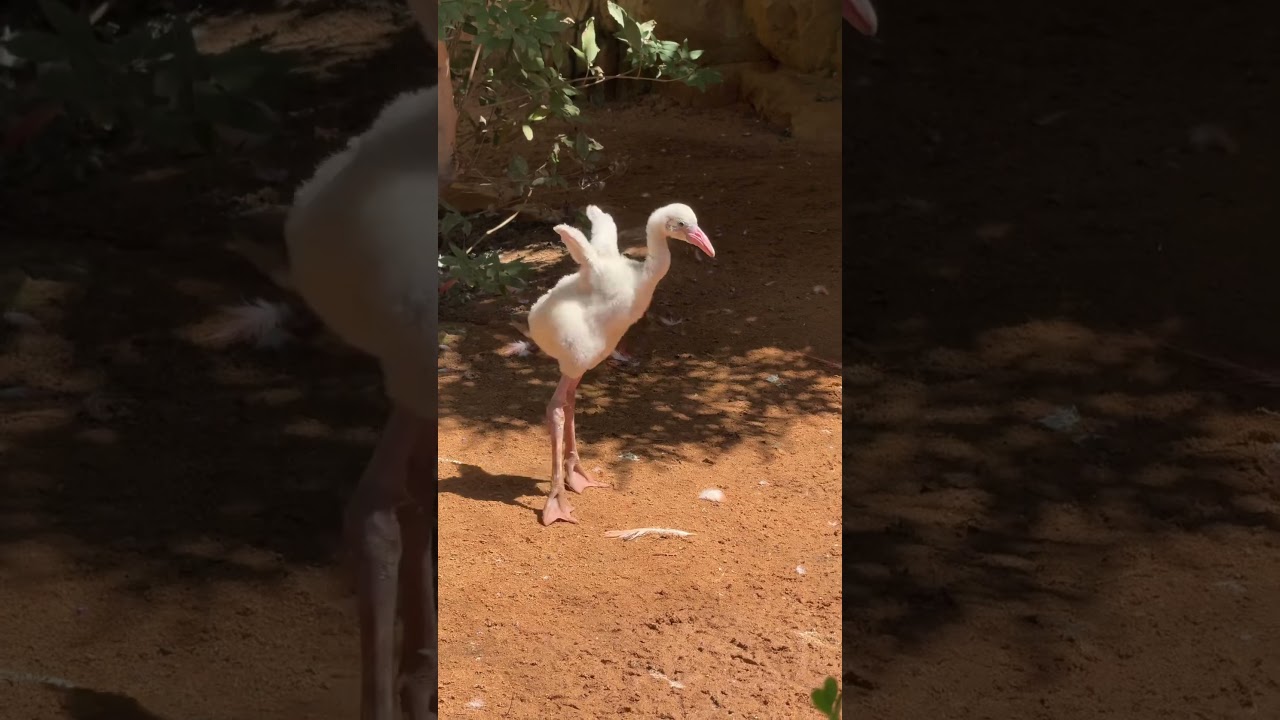 Cute baby flamingo moments! #animals #flamingo #birds