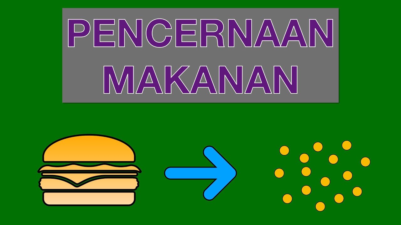 Sains Tahun 3: Pencernaan Makanan #cikgooTube #CikguZoul