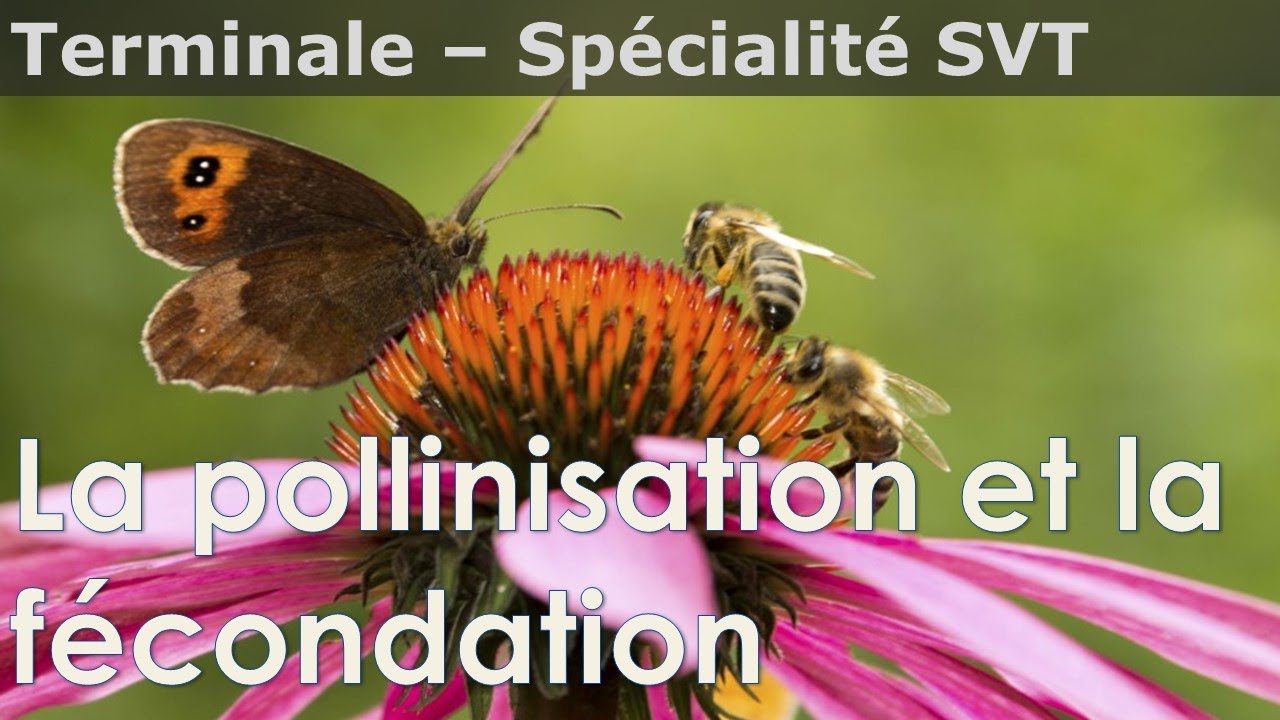 La pollinisation et la fécondation chez les plantes à fleurs - SVT - Terminale
