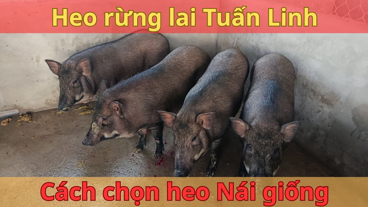 Heo cái giống rừng lai - Cách chọn heo cái giống như thế nào để đạt hiệu quả?