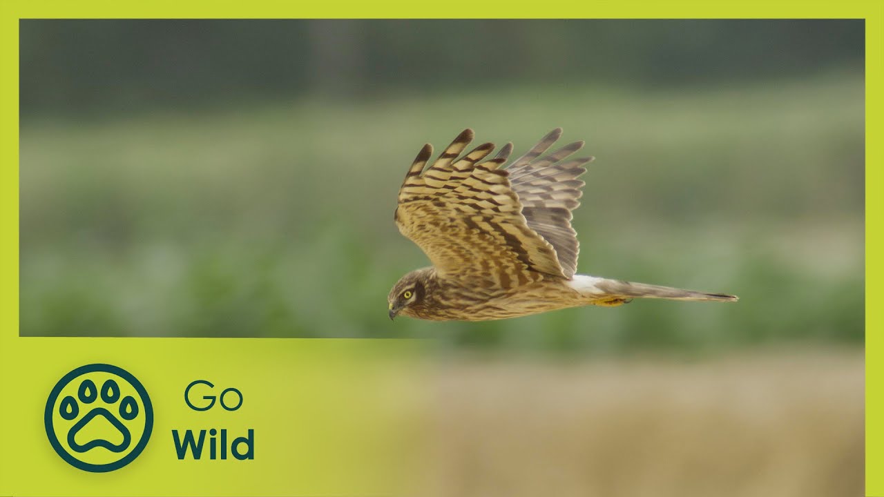 Circus in the Sky - Go Wild