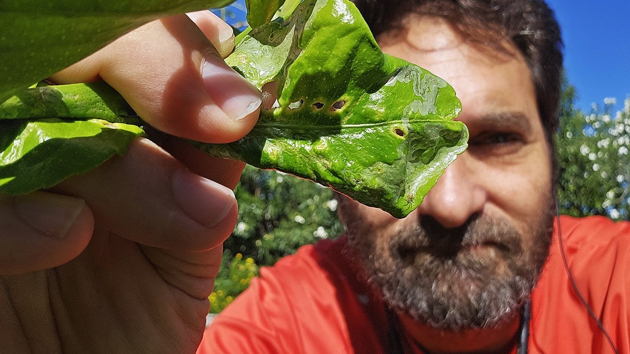Cómo curar tu limonero con este sencillo truco. Control Natural del minador del cítrico