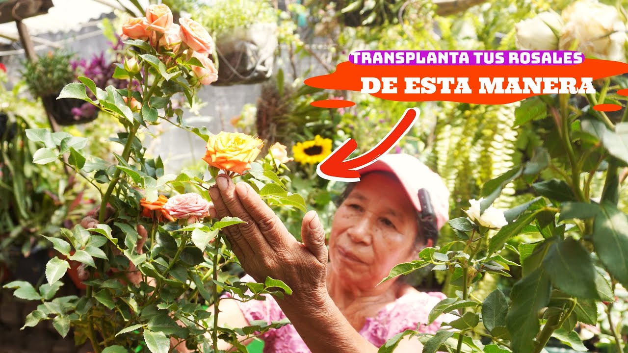 COMO TRANSPLANTAR LOS ROSALES | Utiliza estos Exelentes Consejos cuando Termine la Epoca de Rosales