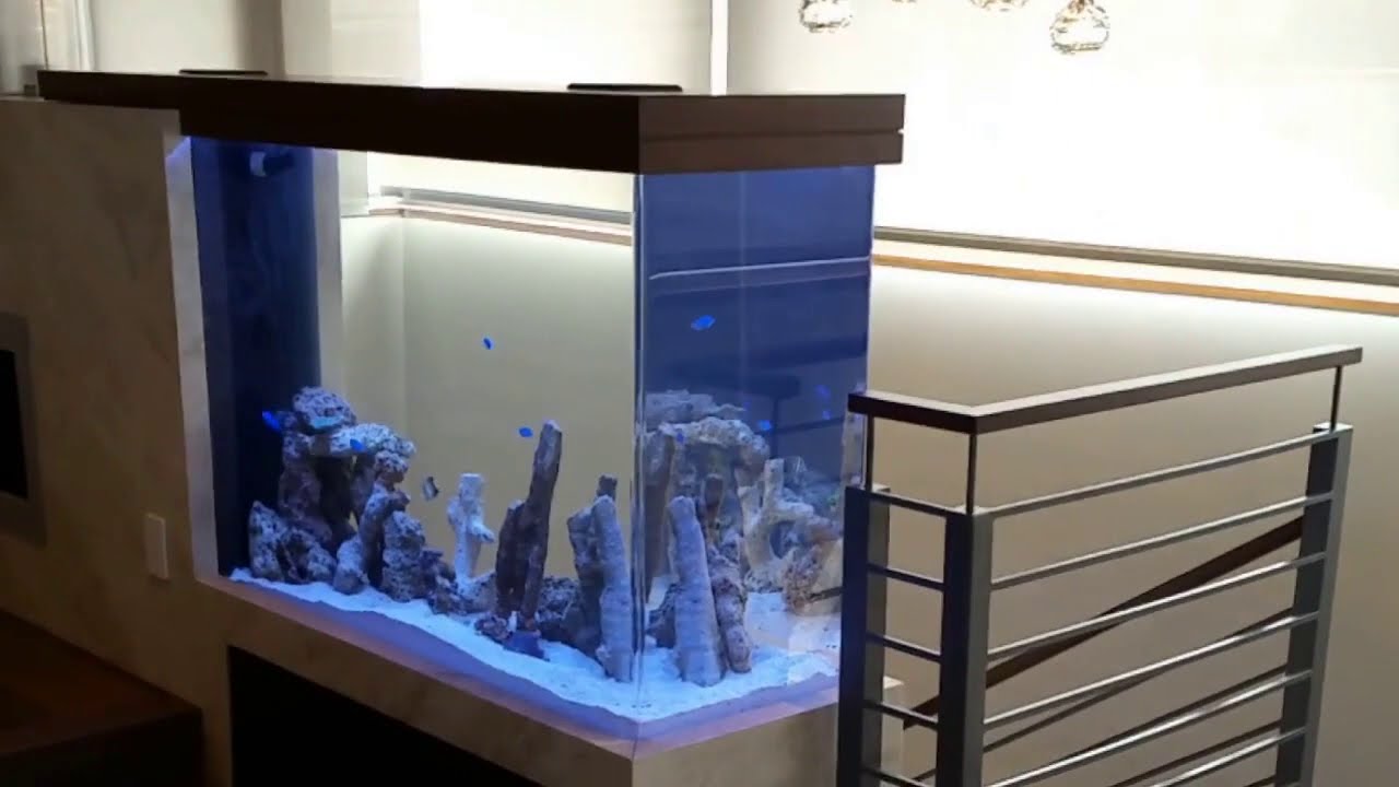 Minimalist 200 gallon Saltwater FOLR Aquarium Redondo Beach Fish By Design Orange County Los Angeles