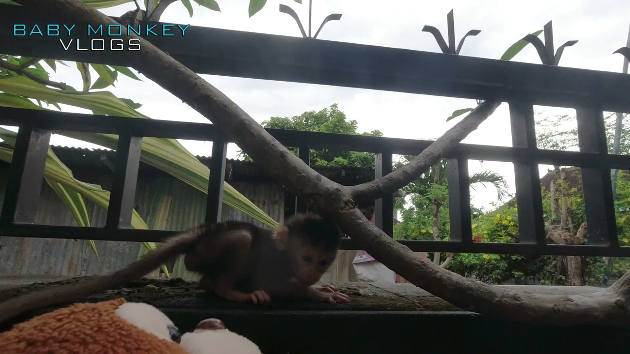 BABY MOCA CLIMBING HIGH WALL WITH MONKEY DOLL AS A HUG
