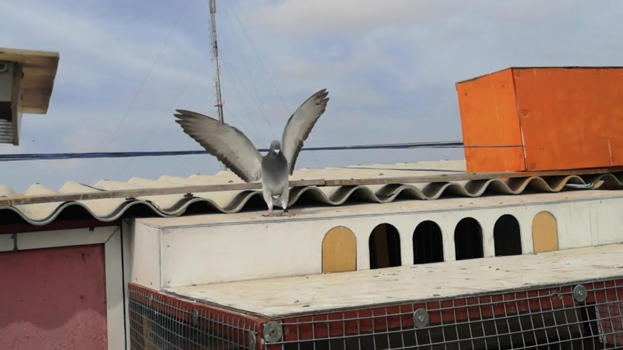 🔥وصول اول حمامة في 😮 390كم مسابقة التامري ناحية اكادير مع جمعية ملتقى الابطال