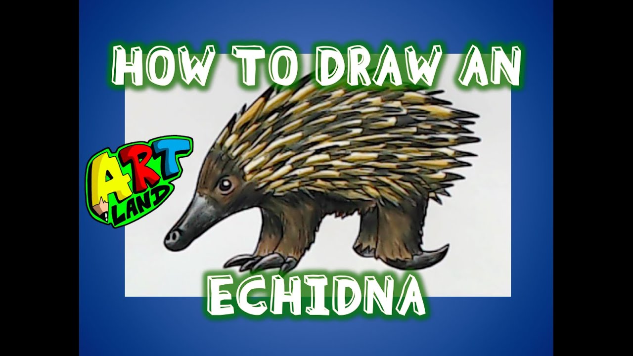 How to Draw an ECHIDNA