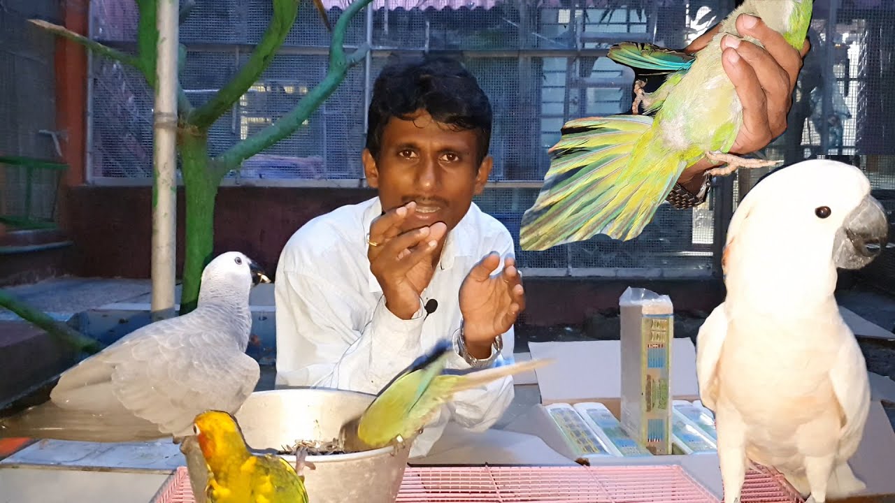 Birds Splayed Legs / Stretched Bird's Legs / Bird's Legs Problems / Unbelievable Love With Birds.