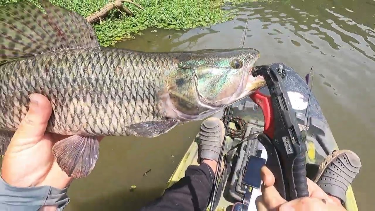 Pescaria no Paraíso é Peixe na ponta da linha Rio Iguaçu 