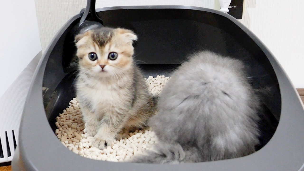 The reaction when the kitten who tried to go to the toilet was disturbed was too cute.