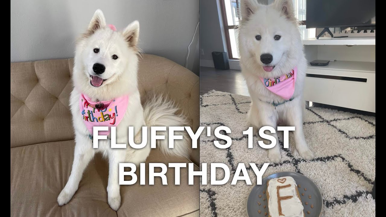 Puppy's 1st Birthday! 3-Course Birthday Meal | Fluffy the Samoyed