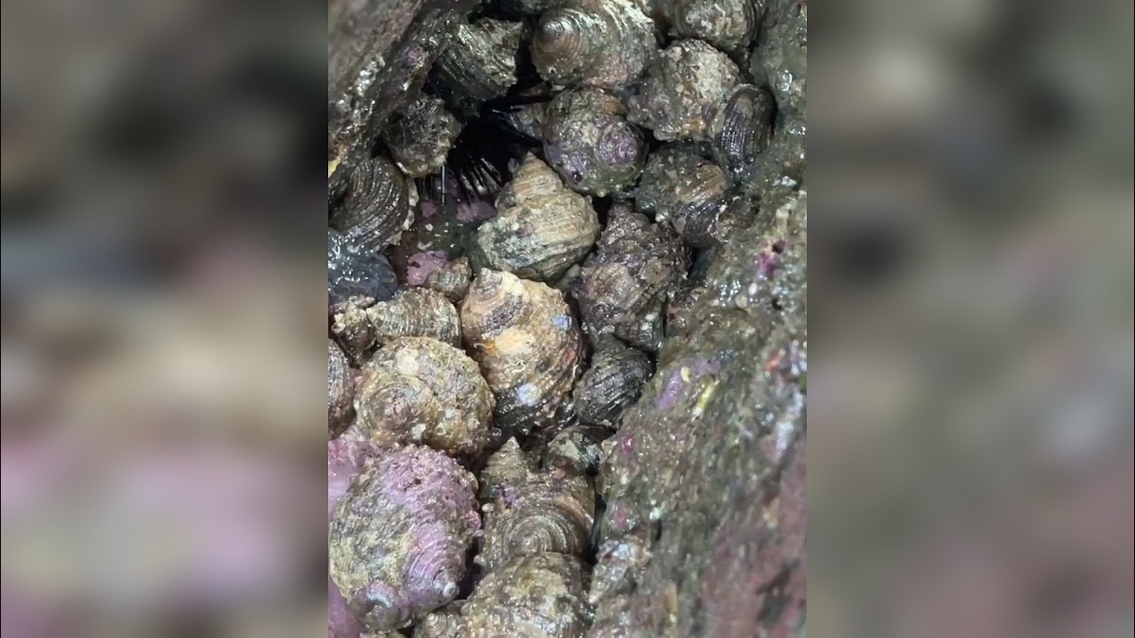 赶海捡螺喽～越捡越小还好有一窝撑撑场面祝大家端午安康