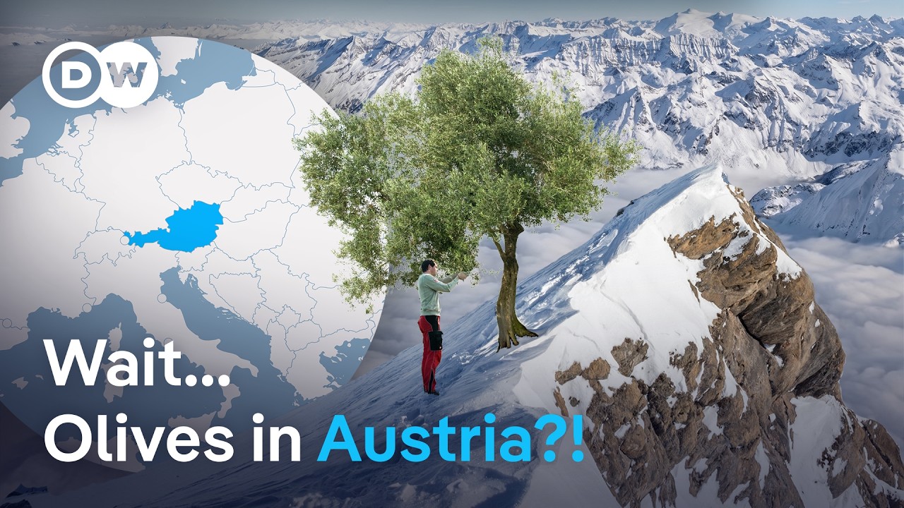 Olives in Austria: The experiment that could change European olive oil | DW News