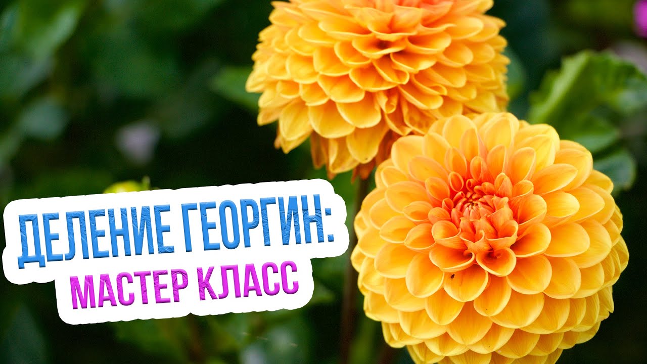 Как правильно разделить и посадить клубни георгин? Особенности размножения георгин клубнями