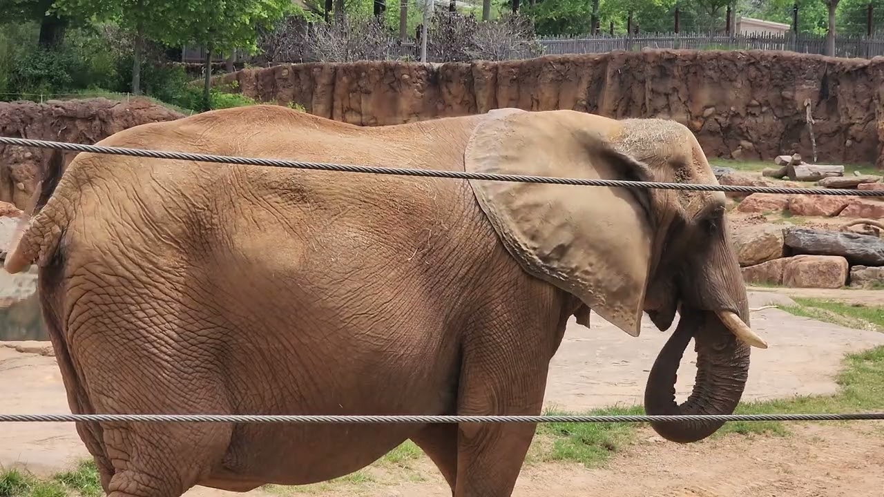 Wildlife Adventures at Zoo Atlanta: African Elephants and Habitat Highlights