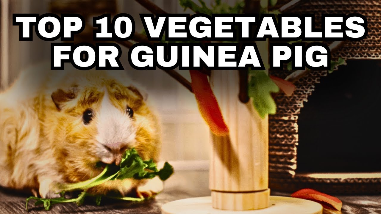 Top 10 Best Vegetables for Guinea Pig