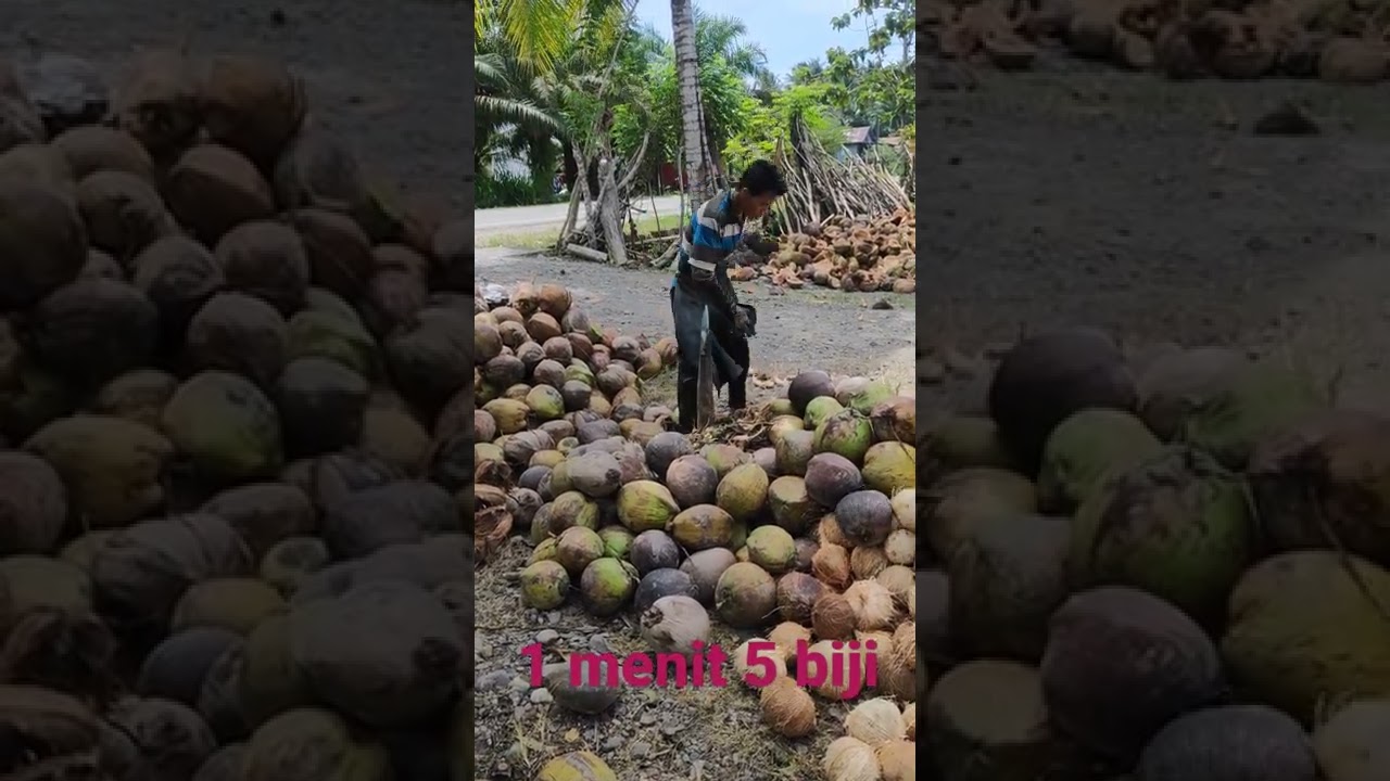 Kemampuan Mengupas Kelapa masyarakat Bambalamotu #shorts