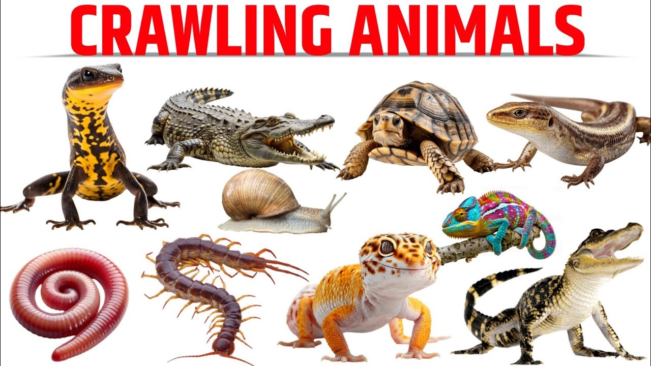 Crawling Animals Names In English For Kids| Learn Crawling Animals Names In English|Crawling Animals