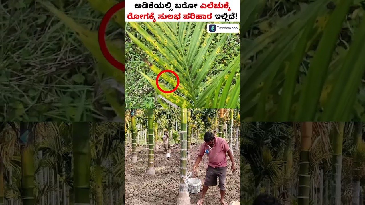 ಎಲೆಚುಕ್ಕಿ ರೋಗದಿಂದ ಅಡಿಕೆ ಮರವನ್ನು ರಕ್ಷಿಸುವುದು ಹೇಗೆ?  How To Control Leaf Blight Disease #Shorts